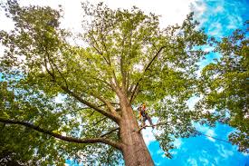 Best Tree Disease Treatment  in Nixa, MO