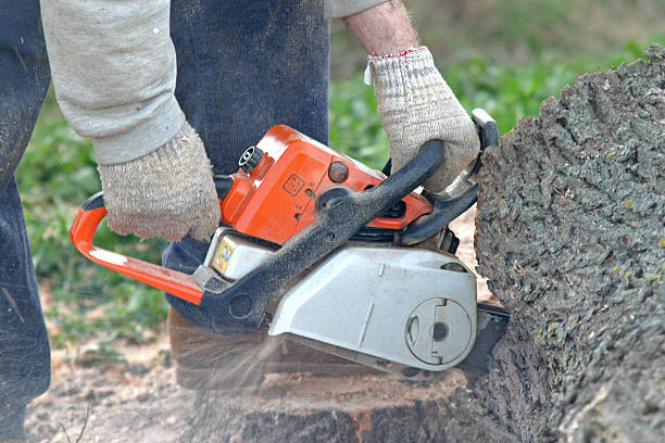 Best Tree Mulching  in Nixa, MO